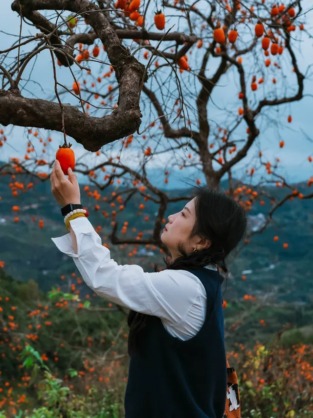 永嘉東爐村|秋日限定的「柿」外桃源 永嘉東爐村|秋日限定的「柿」外桃源