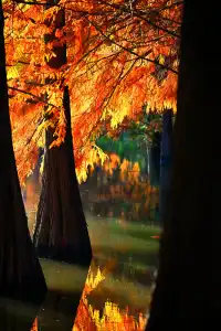南京明孝陵燕雀湖水杉，油畫般的秋天