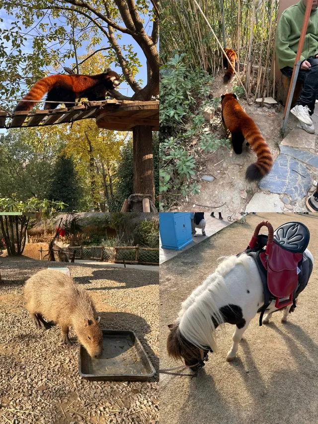 龍之夢2天1夜親子遊,帶娃住進動物世界! 龍之夢2天1夜親子遊,帶娃住進動物世界!