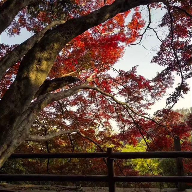 莫干山風景區攻略:一場穿越百年別墅群的清涼竹海深呼吸 莫干山風景區攻略:一場穿越百年別墅群的清涼竹海深呼吸