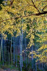 最美銀杏古村拍大片