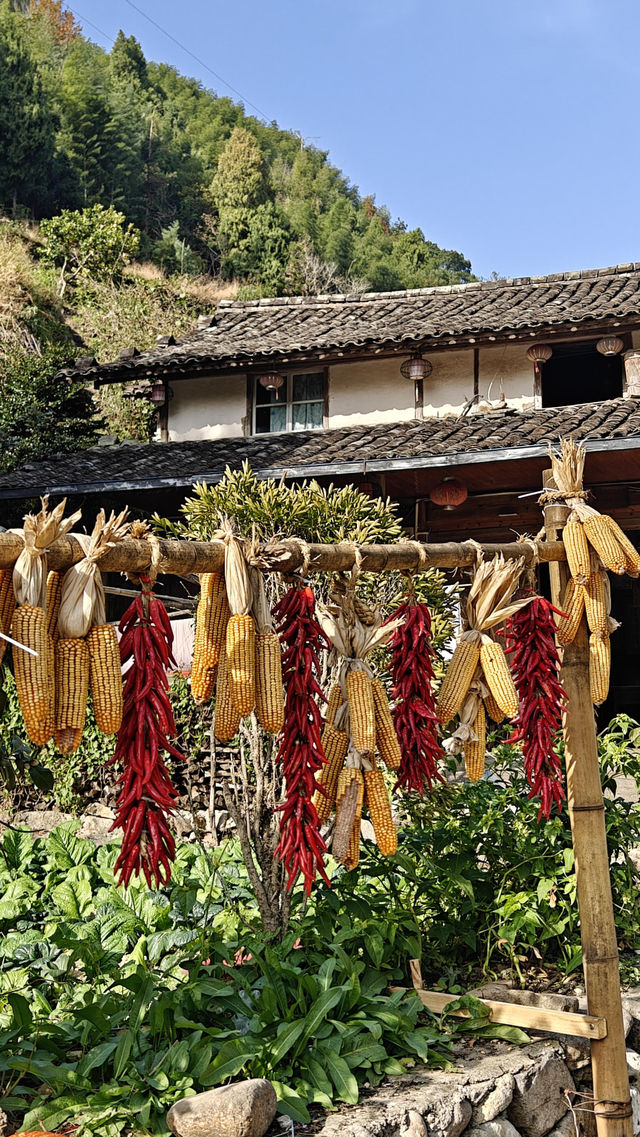 婺源太遠?溫州永嘉林坑村曬秋攻略來啦! 婺源太遠?溫州永嘉林坑村曬秋攻略來啦!