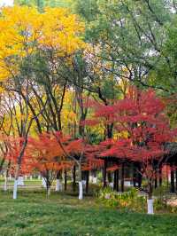 坐著11號線去看秋(上海周邊遊)