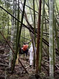 江浙滬週末徒步天花板絕美竹林秘境路線公開！