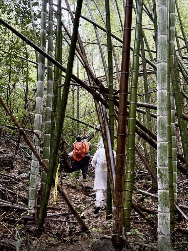 江浙滬週末徒步天花板絕美竹林秘境路線公開！