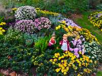 共青森林公園菊花展美翻啦