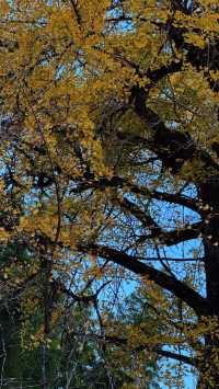 銀杏樹下慢時光,德化丁榮村