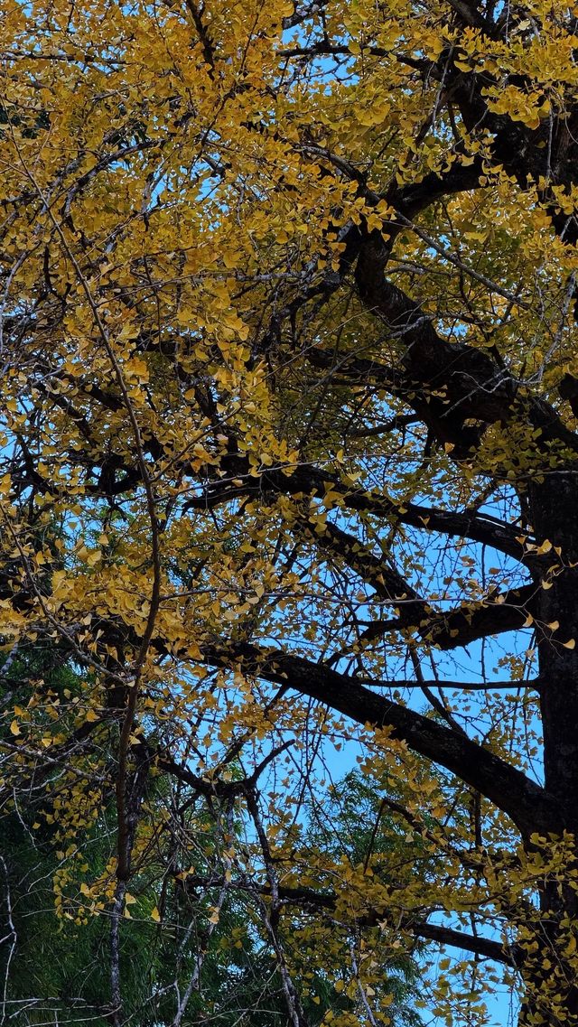 銀杏樹下慢時光,德化丁榮村 銀杏樹下慢時光,德化丁榮村