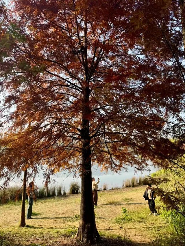東湖山水杉林 德陽冬日美景被我挖到啦！
