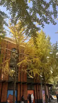 11月28日實況!局門路銀杏濃度已達85%