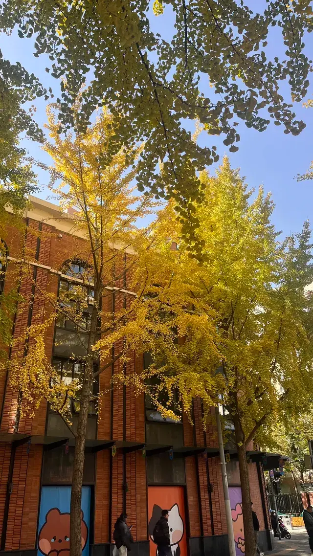 11月28日實況!局門路銀杏濃度已達85% 11月28日實況!局門路銀杏濃度已達85%