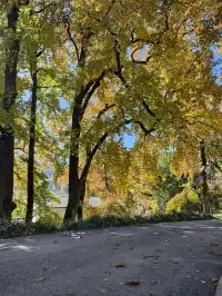 今日實況,指南村的楓葉紅了