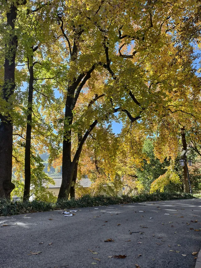 今日實況,指南村的楓葉紅了 今日實況,指南村的楓葉紅了