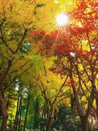 秋日魔都光影秘境