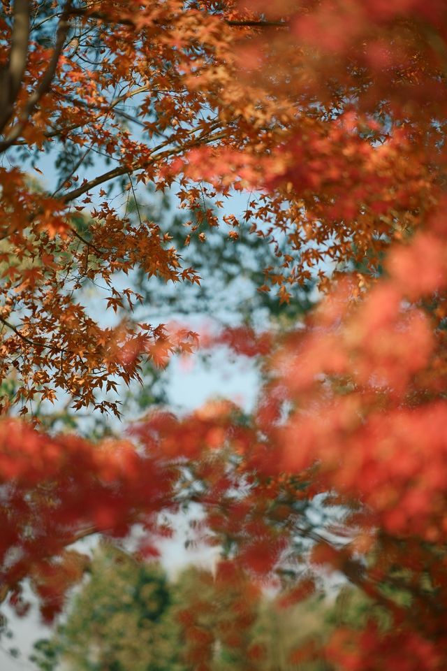 淀山湖喜來登偶遇網紅黑貓店長|松下S9膠片風大片 淀山湖喜來登偶遇網紅黑貓店長|松下S9膠片風大片