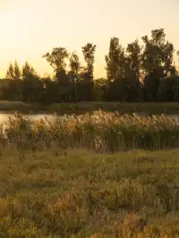 泉州海絲公園|秋天的落羽杉和蘆葦蕩