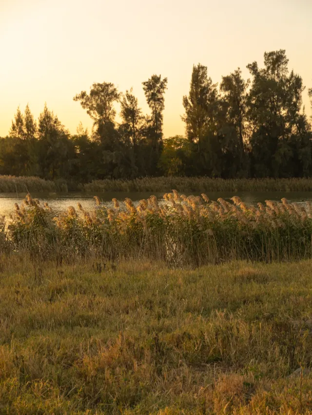 泉州海絲公園|秋天的落羽杉和蘆葦蕩 泉州海絲公園|秋天的落羽杉和蘆葦蕩