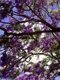 奧克蘭季節限定紫色藍花楹