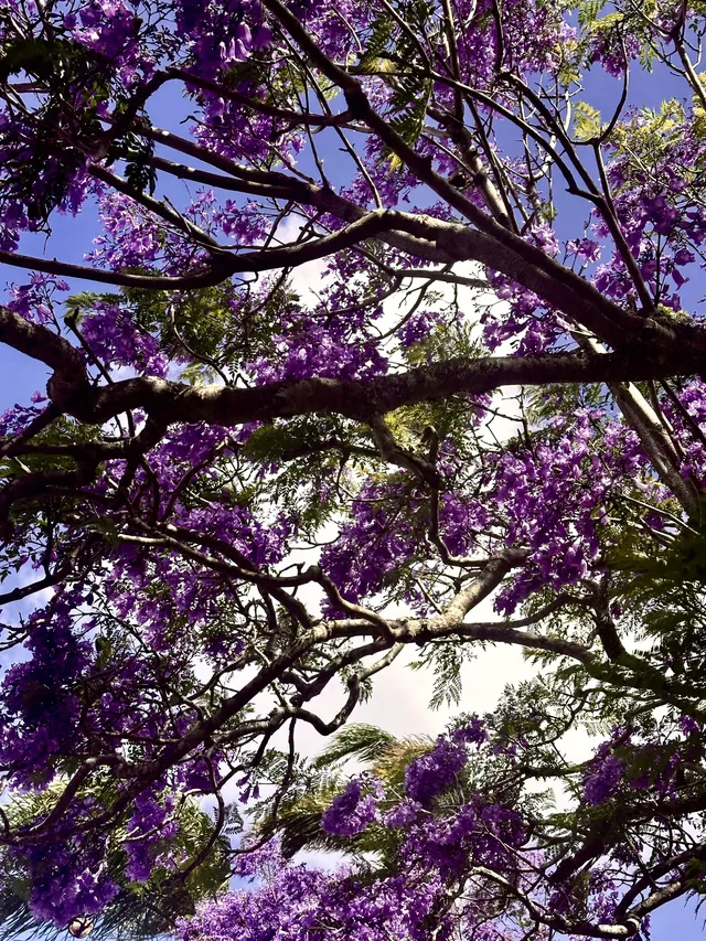 奧克蘭季節限定紫色藍花楹