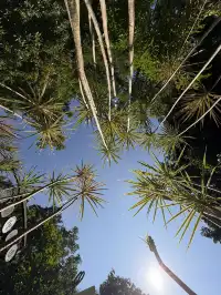 西雙版納的中科院植物園yyds！