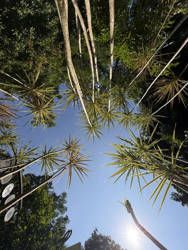 西雙版納的中科院植物園yyds！