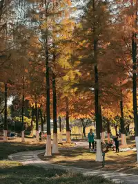 松雅湖落羽杉實況,拍照還是建議烈士公園