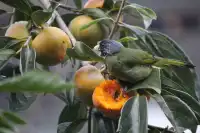 婺源篁嶺:為了出片而生的一座山村