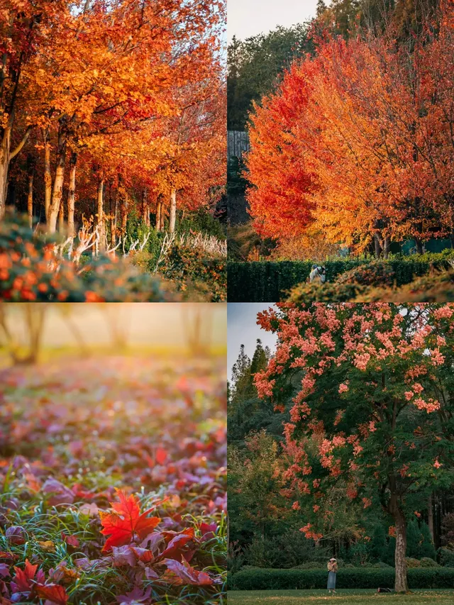 住進青島秋天裡!央視同款路線&沉浸老洋房~ 住進青島秋天裡!央視同款路線&沉浸老洋房~