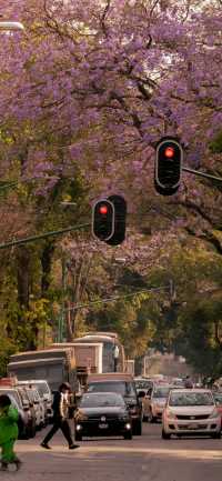 河南5天4夜獨行俠攻略,一個人也可以看盡山川雲海,吃遍中原美食! 行程亮點: • 雲霧繚繞的老