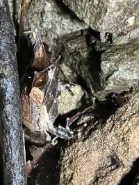 古晉十日：從山都望雨林到砂拉越河岸