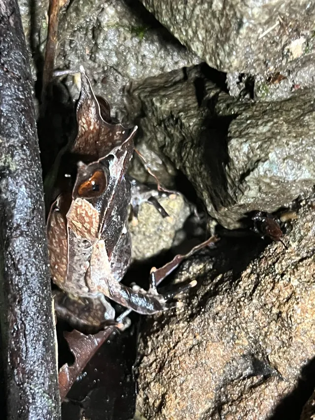 古晉十日：從山都望雨林到砂拉越河岸