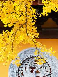 魔都秋日限定龍華寺美成古畫了!!!