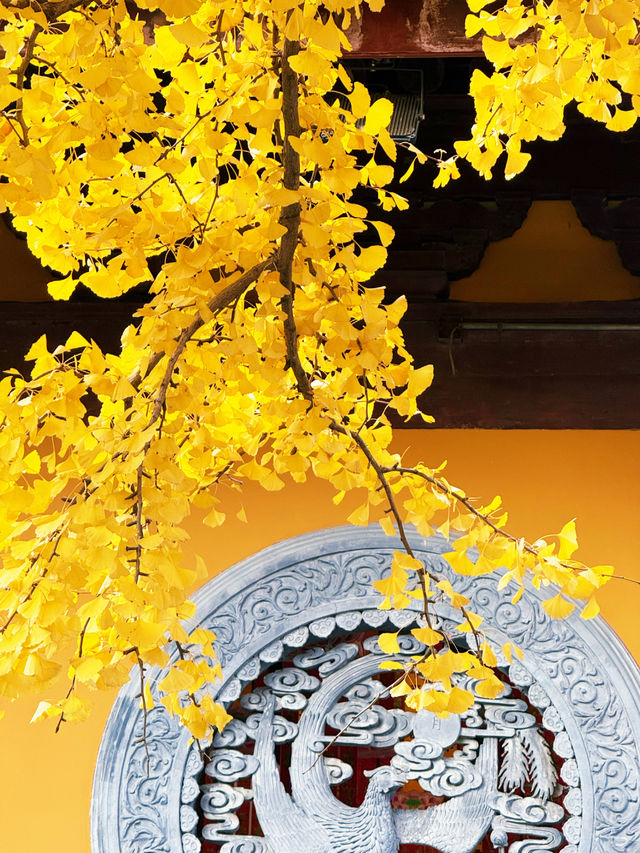 魔都秋日限定龍華寺美成古畫了!!! 魔都秋日限定龍華寺美成古畫了!!!