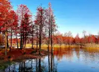 預警三林濱江落羽杉即將紅透，最佳觀賞期