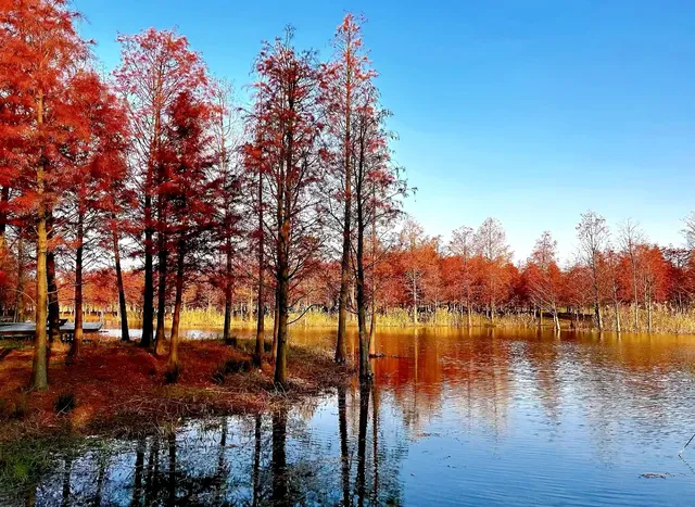 預警三林濱江落羽杉即將紅透，最佳觀賞期