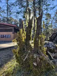 玉龍雪山12月初實況及遊玩路線