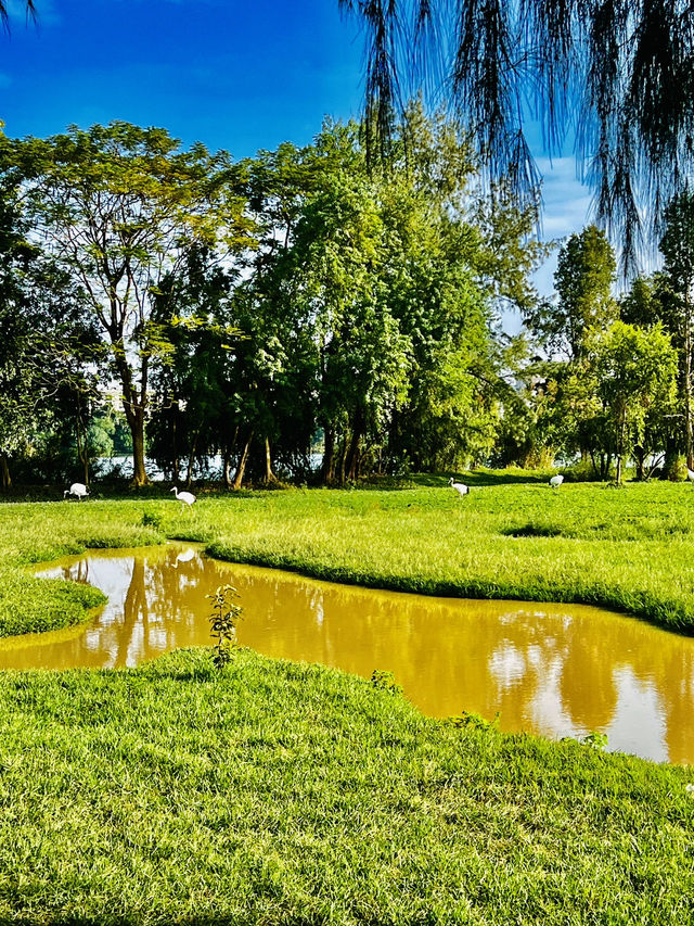打卡肇慶丹頂鶴生態園