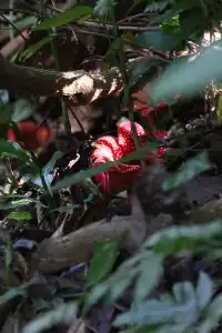 唯有山野和自由不能辜負|基諾山徒步日記