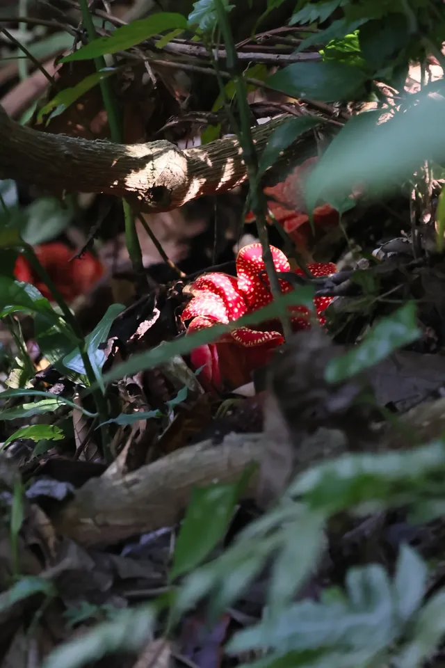 唯有山野和自由不能辜負|基諾山徒步日記 唯有山野和自由不能辜負|基諾山徒步日記