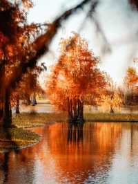 上海版「阿勒泰」｜水杉林美到窒息