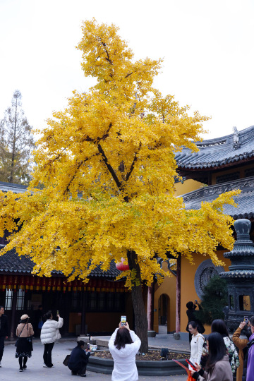 上海龍華寺現況｜祈福請手繩少排隊攻略｜Trip.com 上海