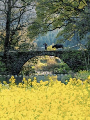 Wuyuan is not just about Huangling! A two-day, one-night immersive flower viewing guide