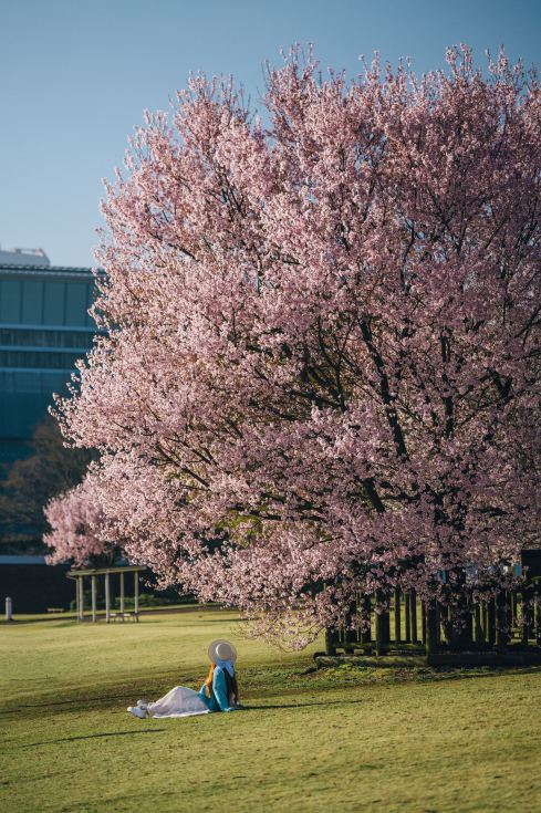 Toyama cherry blossoms are worth walking 24,000 steps for | Trip