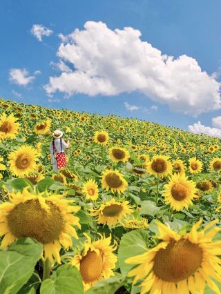Я в Лишуе, сфотографировал море подсолнухов, как у Ван Гога!