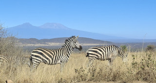 Unforgettable 4-Day Safari with Excellent Planning