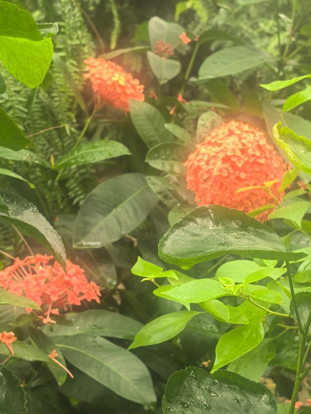 上海週末獨享花海