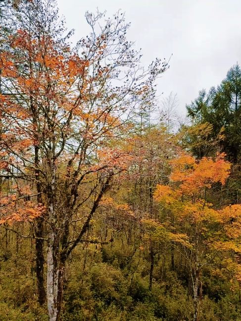 Labahe colorful forest season
