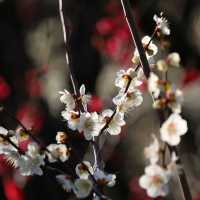 【大阪】梅の花見ならココ🏯大阪城梅林がオススメ