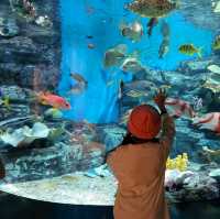 제주의 바다의 아름다움을 재현한 아쿠아플라넷 제주🐬