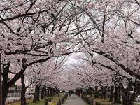 桜の季節🌸
